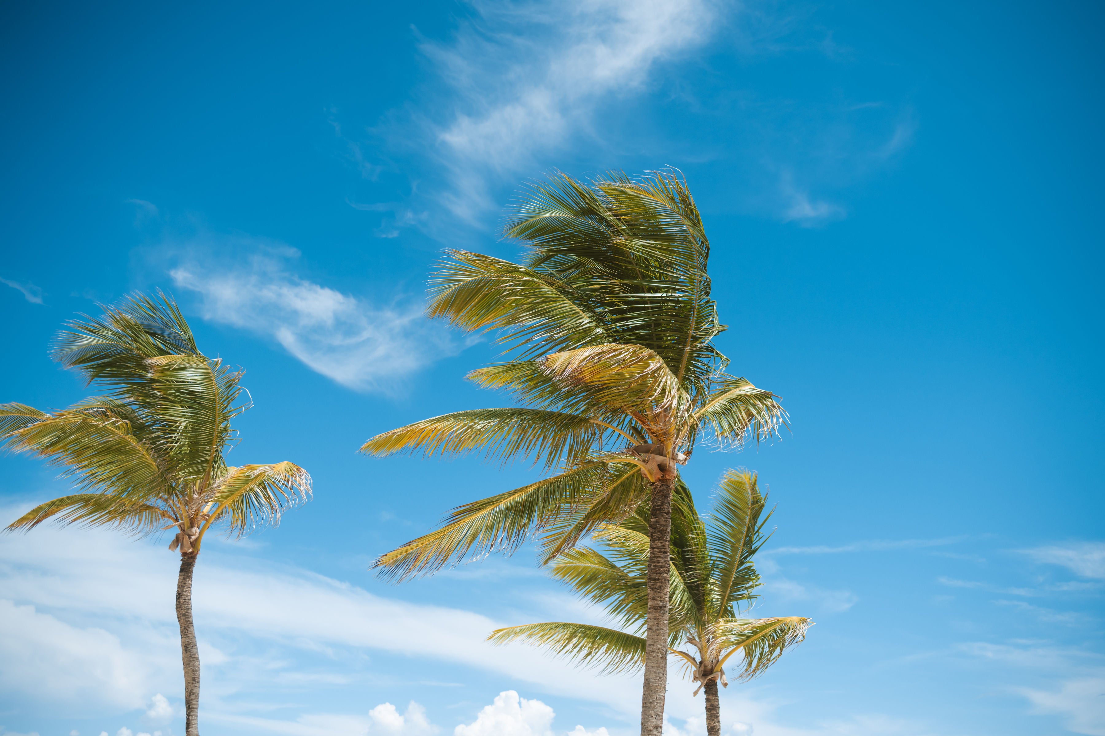Palm trees swaying in the wind against a blue sky with scattered clouds
